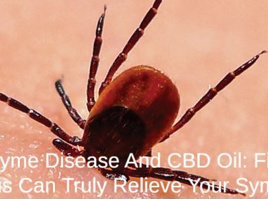 tick giving someone lyme disease
