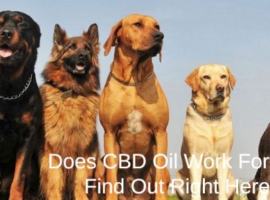 group of dogs in a pic